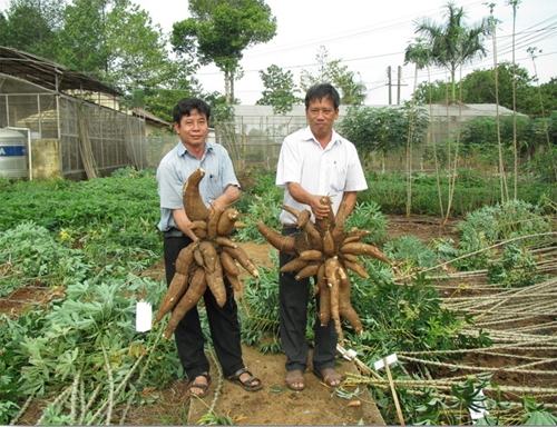 Cây Sắn Viêt Nam