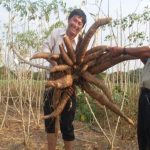 Cây Sắn Viêt Nam