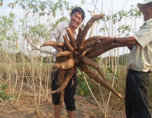 Cây Sắn Viêt Nam