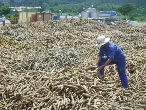 Củ Sắn