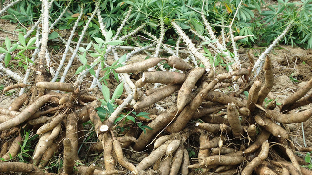củ khoai mì - củ mì